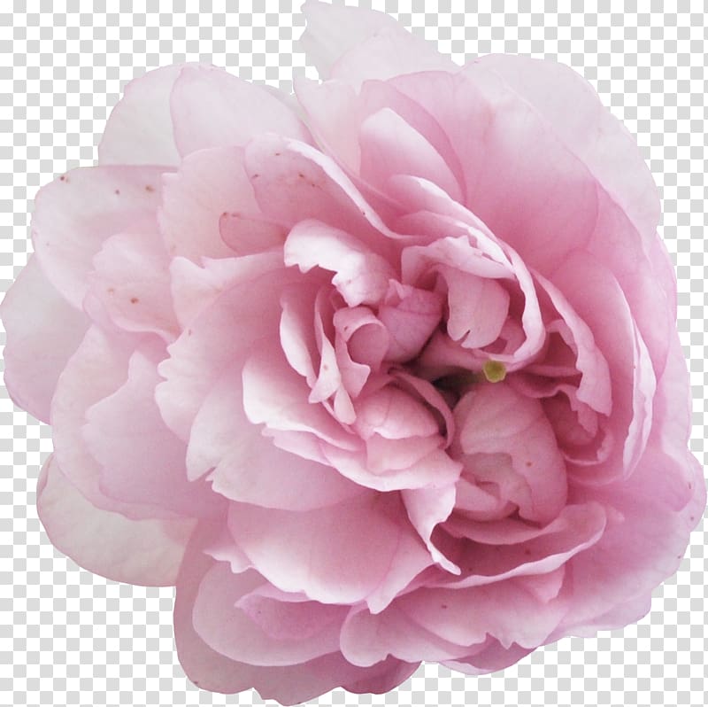 Peony Flower , peony transparent background PNG clipart