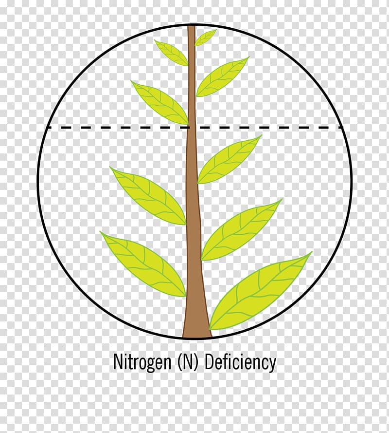 Nutrient Crop Nitrogen deficiency Calcium deficiency, nitrogen transparent background PNG clipart