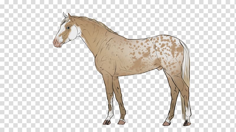 Mane Stallion Mustang Appaloosa Foal, mustang transparent background PNG clipart