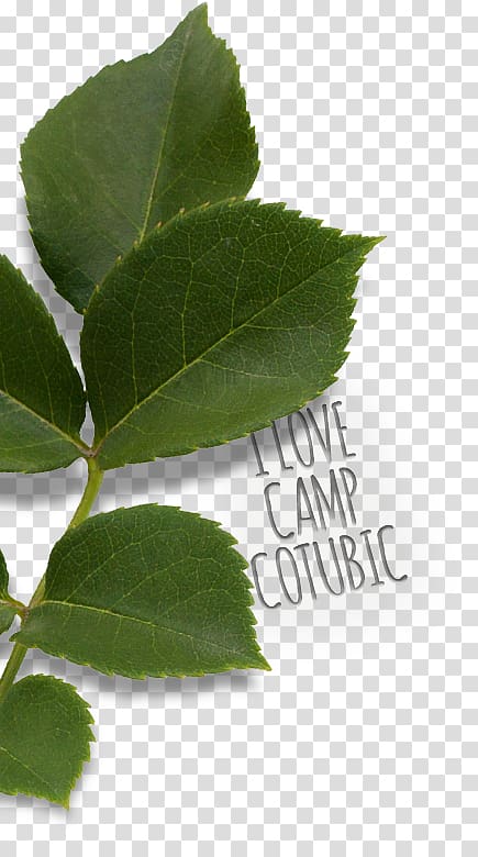 Camp Cotubic Summer camp Leaf Camping, Overnight Summer Camp Cabin transparent background PNG clipart