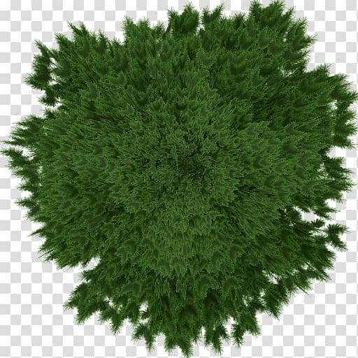 Spruce Subshrub Evergreen Leaf, Leaf transparent background PNG clipart