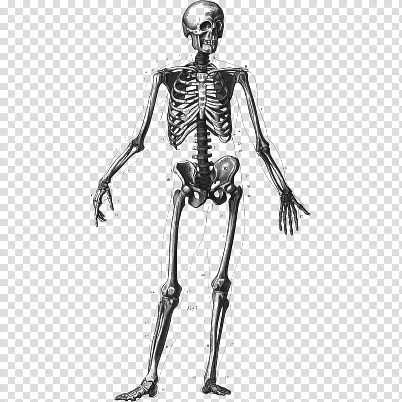 Human skeleton Bone Human body Homo sapiens Anatomy, Bones Skeleton transparent background PNG clipart