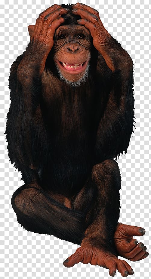 Happy Birthday Giphy Monkey, orangutan transparent background PNG clipart