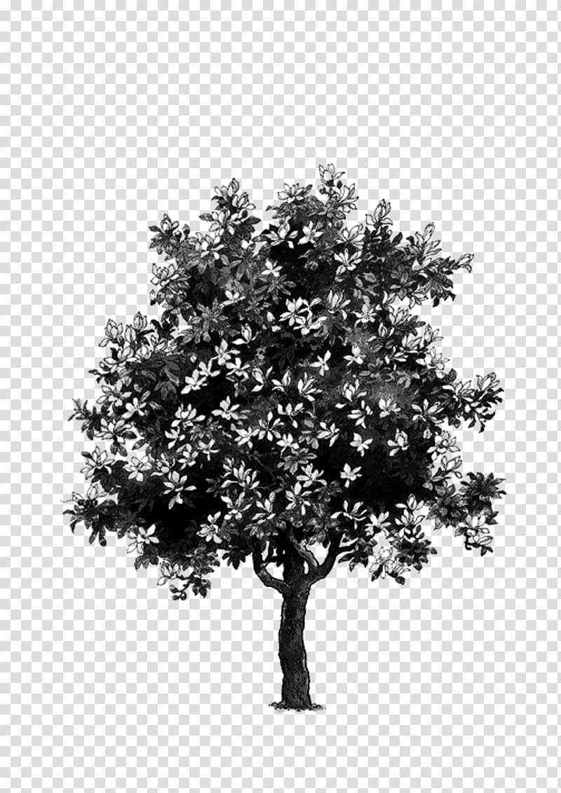 tree,trees,black and white transparent background PNG clipart