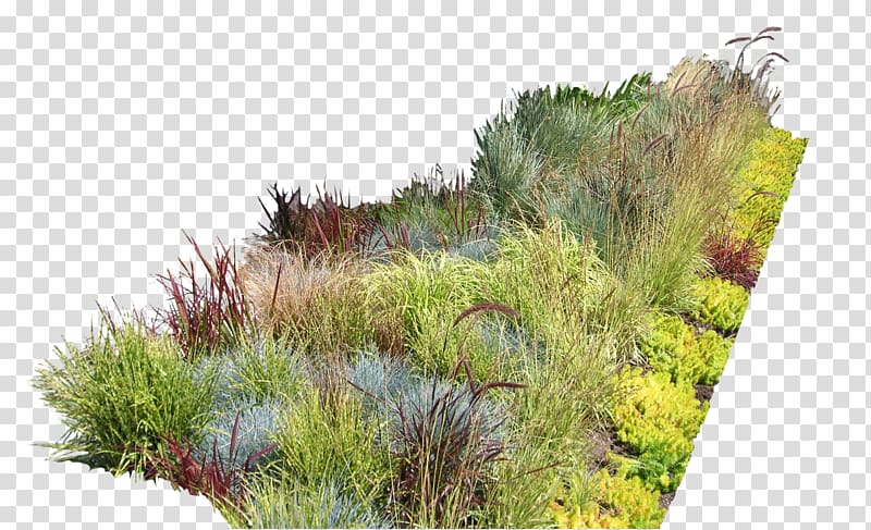green and red grasses illustration, Garden Ideas Garden design Landscaping Landscape design, bushes transparent background PNG clipart