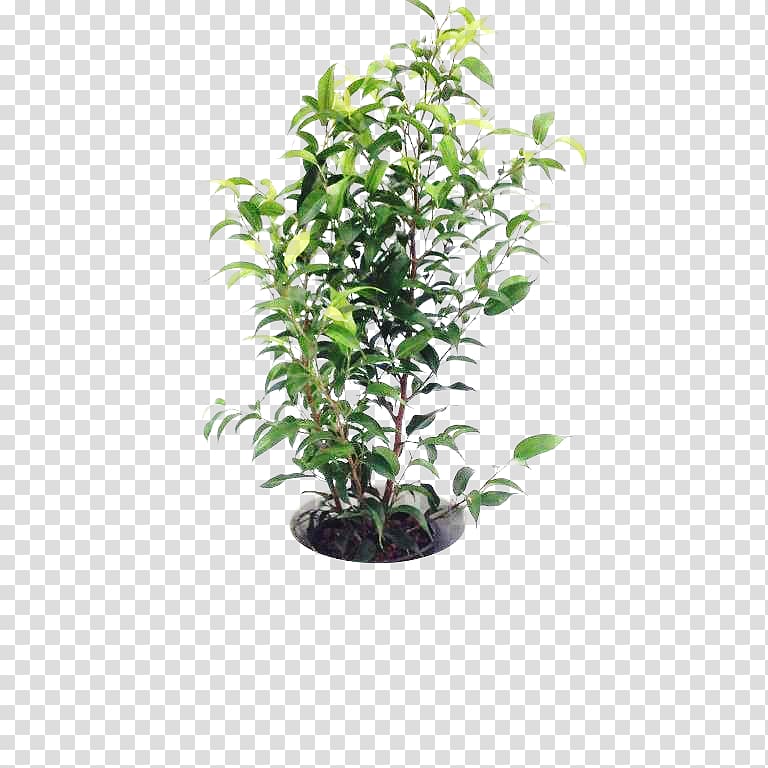 European blueberry OBI Shrub Fruit, ficus transparent background PNG clipart