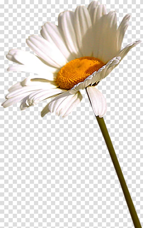 Flower Oxeye daisy German chamomile , flower transparent background PNG clipart