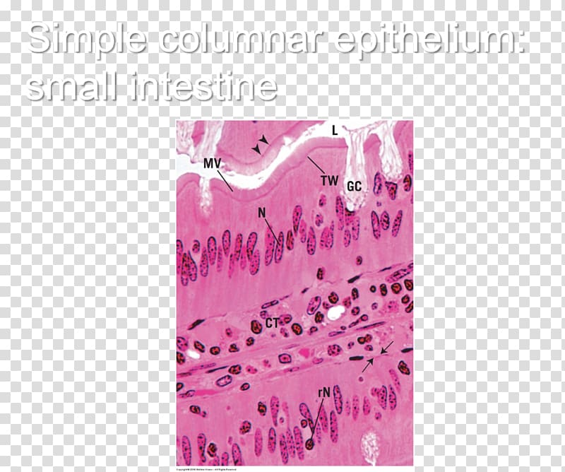 Simple squamous epithelium Histology Study skills Test Flashcard, small intestine transparent background PNG clipart