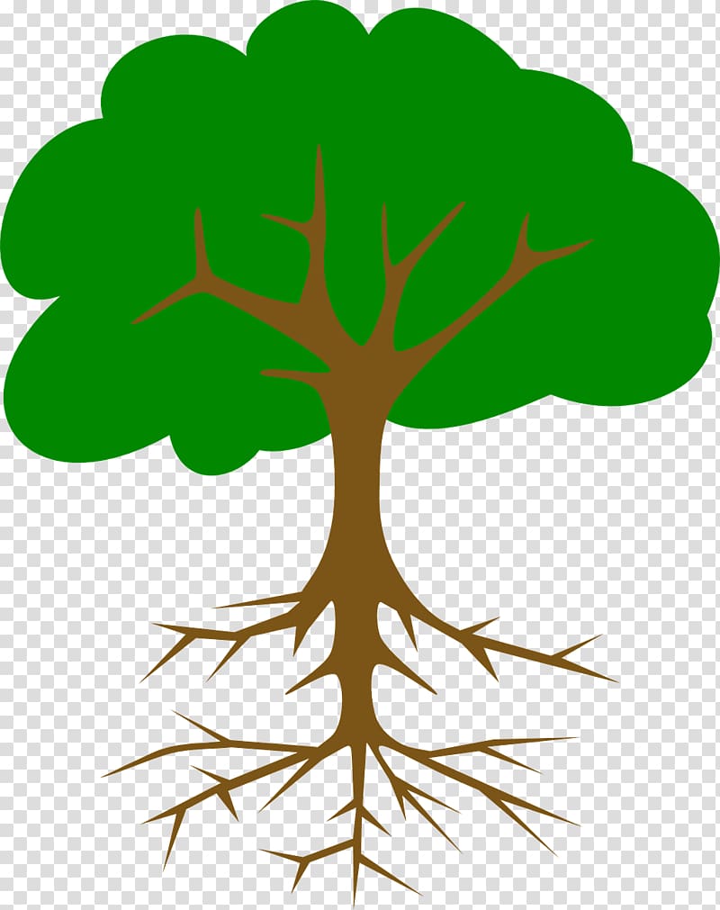 Tree , redwood tree transparent background PNG clipart