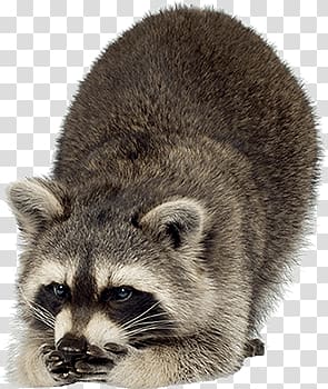 gray and black raccoon illustration, Raccoon Looking Down Left transparent background PNG clipart