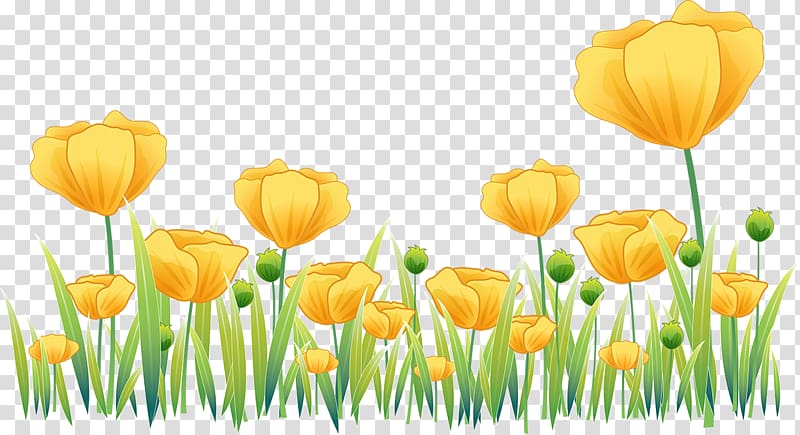 Poppy Tulip , tulip transparent background PNG clipart