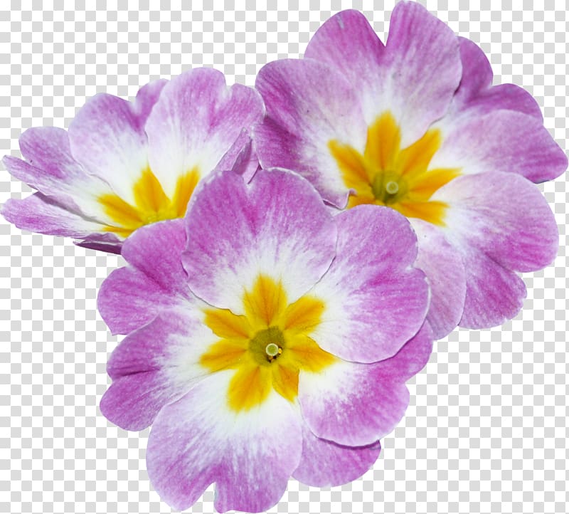 Light Primrose Violet Gold Verset, primrose transparent background PNG clipart