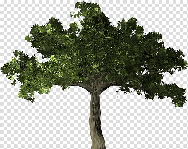 Common fig Weeping fig Cluster Fig Tree Tiger Banyan, tree top view transparent background PNG clipart
