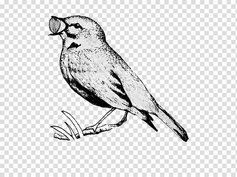 House Sparrow Finch American Sparrows Owl, sparrow transparent background PNG clipart