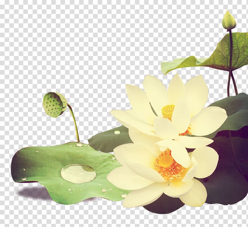 Nelumbo nucifera Computer file, Chinese style lotus transparent background PNG clipart