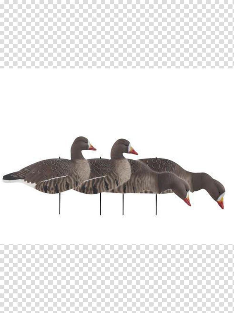 Decoy Mallard Greater white-fronted goose Waterfowl hunting, goose transparent background PNG clipart