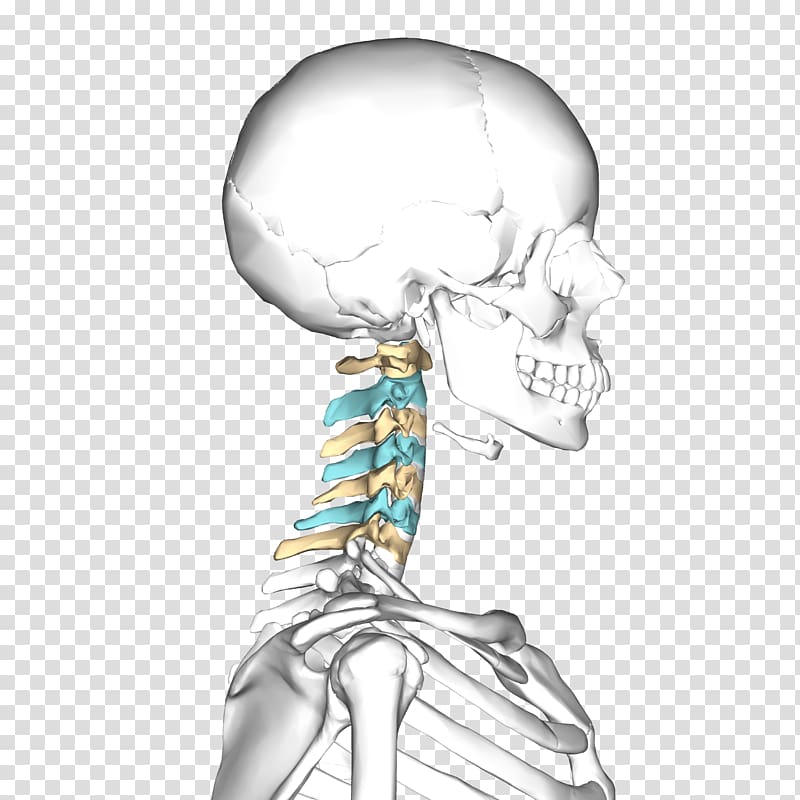Cervical vertebrae Vertebral column Axis Atlas Neck, others transparent background PNG clipart