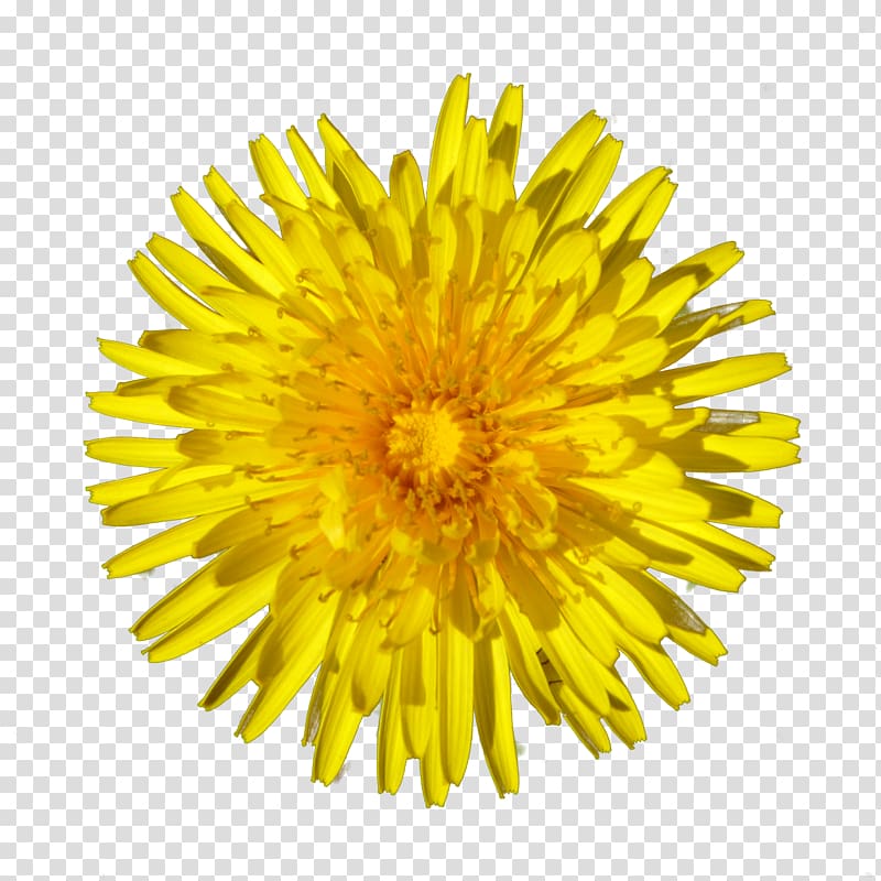 Honey bee Dandelion Flower, dandelion transparent background PNG clipart