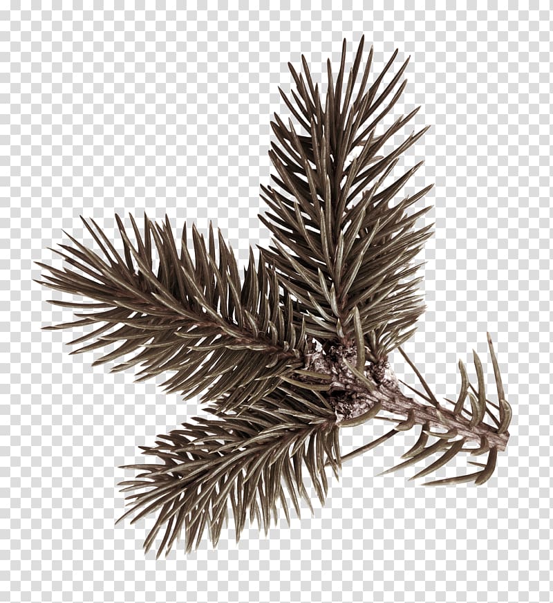 brown christmas tree branch transparent background PNG clipart