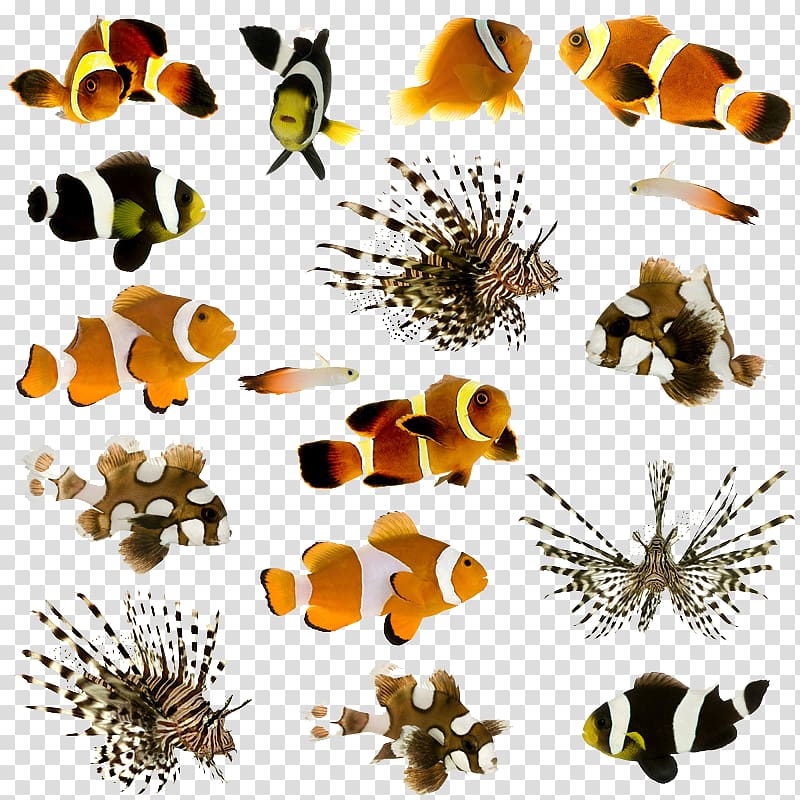 Clownfish Animal Pet Tropical fish, Butterfly fish transparent background PNG clipart