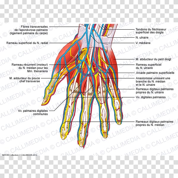 Nerve Blood vessel Muscles of the hand Adductor pollicis muscle, hand transparent background PNG clipart