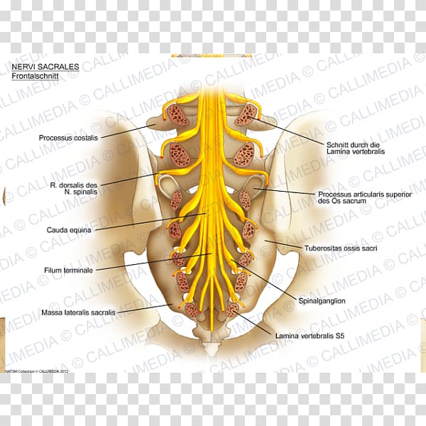 Sacral nerves Sacrum Anatomy Nervous system, Sacrum transparent background PNG clipart