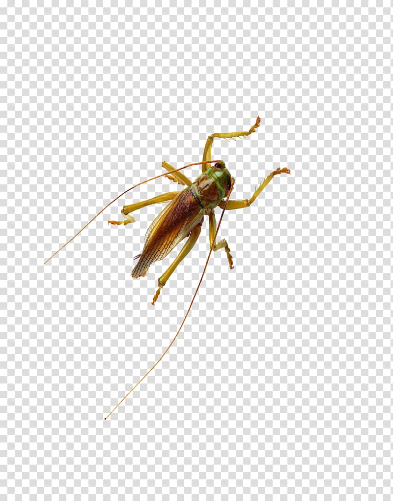 Beetle Cockroach Cricket Locust, Cricket transparent background PNG clipart