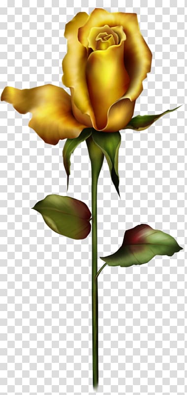 Rose Bud Yellow , Golden Rose transparent background PNG clipart