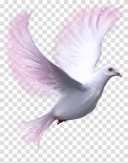 white dove illustration, Columbidae Release dove , pigeon transparent background PNG clipart
