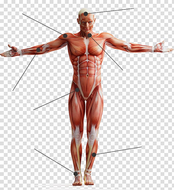 Human body Skeletal muscle Tissue Anatomy, others transparent background PNG clipart