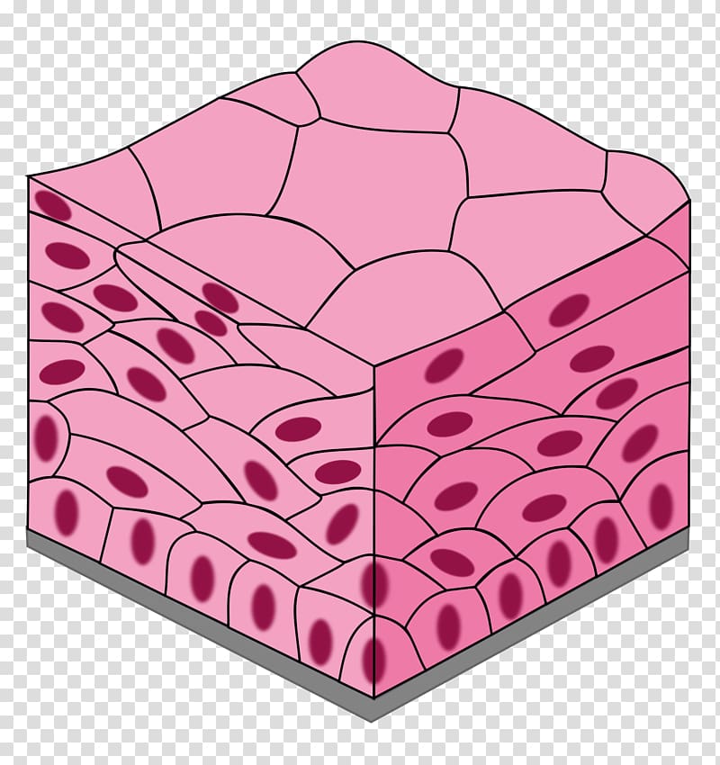 Stratified squamous epithelium Simple squamous epithelium Simple cuboidal epithelium Simple columnar epithelium, TISSUE transparent background PNG clipart