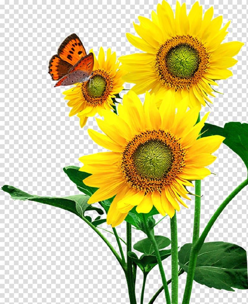 brown butterfly perching on sunflower , Common sunflower Sunflower seed, Sunflower Sunflower transparent background PNG clipart
