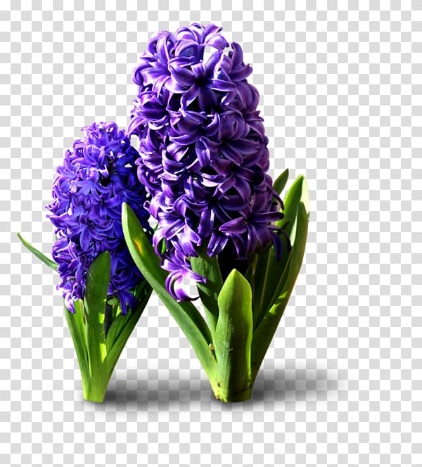 Hyacinthus orientalis Flower, hyacinth transparent background PNG clipart