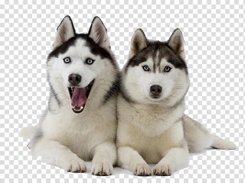 two adult Siberian Huskies laying together, Siberian Husky Puppy Pet , Husky transparent background PNG clipart