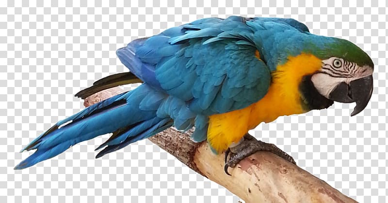 Lovebird Budgerigar True parrot , Bird transparent background PNG clipart
