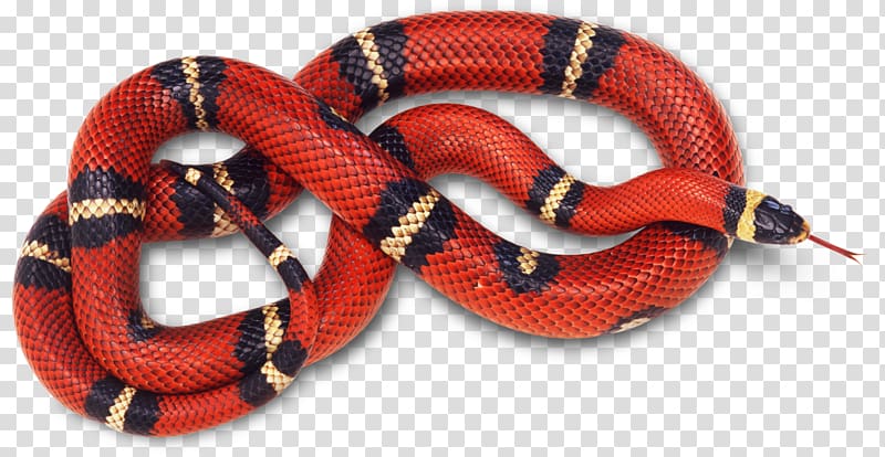 Corn snake Reptile Coral snake Red, snake transparent background PNG clipart