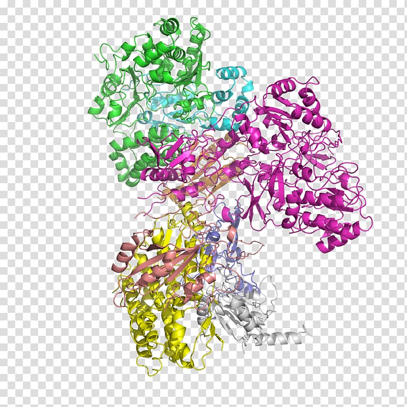 NADH:ubiquinone oxidoreductase Nicotinamide adenine dinucleotide Succinate dehydrogenase Protein subunit, others transparent background PNG clipart