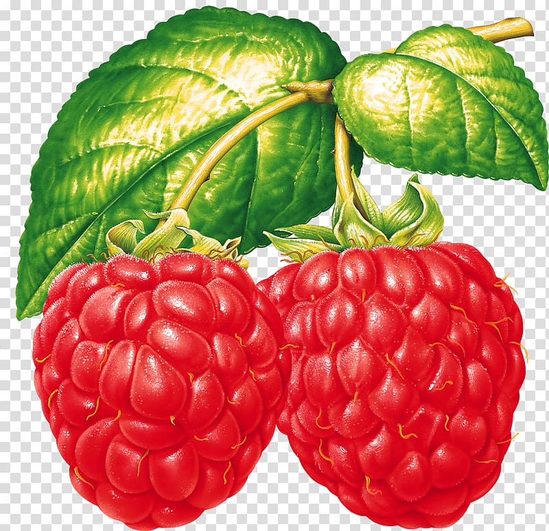 Raspberry Vegetable Fruit Tayberry, raspberry transparent background PNG clipart