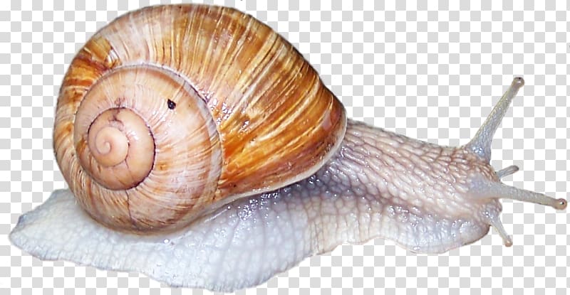 Sea snail Slug Gastropods Schneckenkorn, haus transparent background PNG clipart