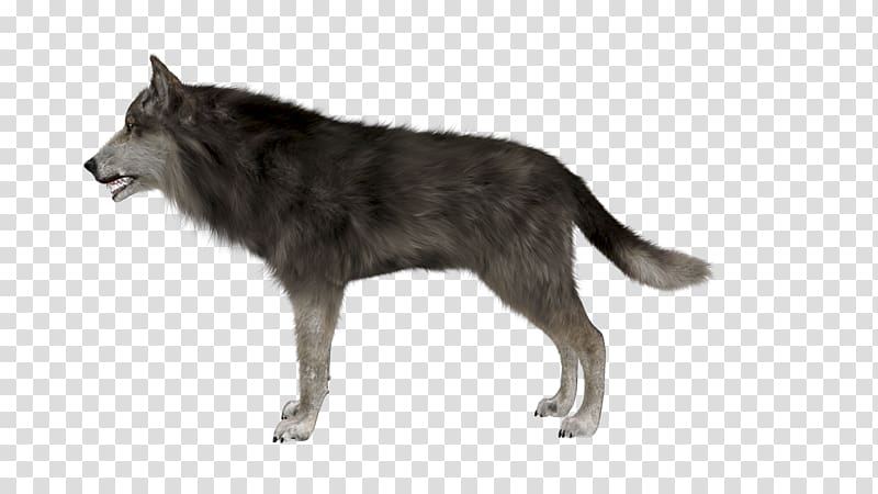 Irish Wolfhound Arctic wolf Eastern wolf Animal, wolf transparent background PNG clipart