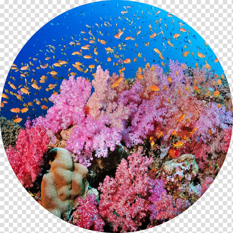 Coral reef Bligh Water The Barrier Reef Great Barrier Reef, sea transparent background PNG clipart