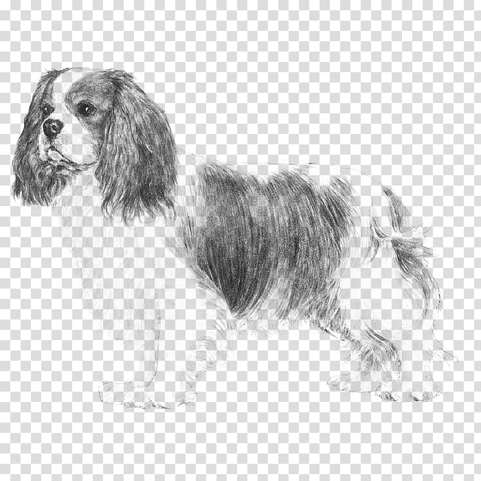 Cavalier King Charles Spaniel Glen Puppy French Bulldog, puppy transparent background PNG clipart