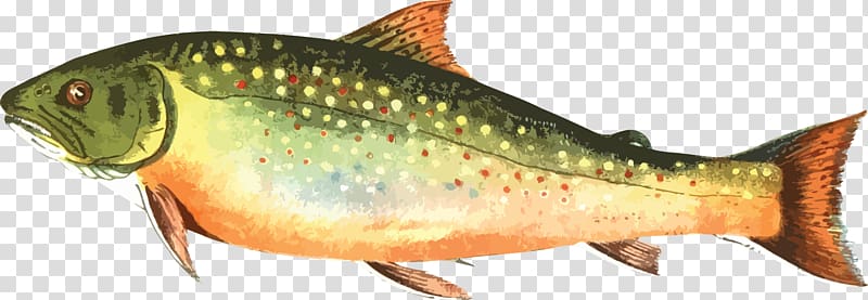 Brown trout Rainbow trout Computer Icons , Fishing transparent background PNG clipart