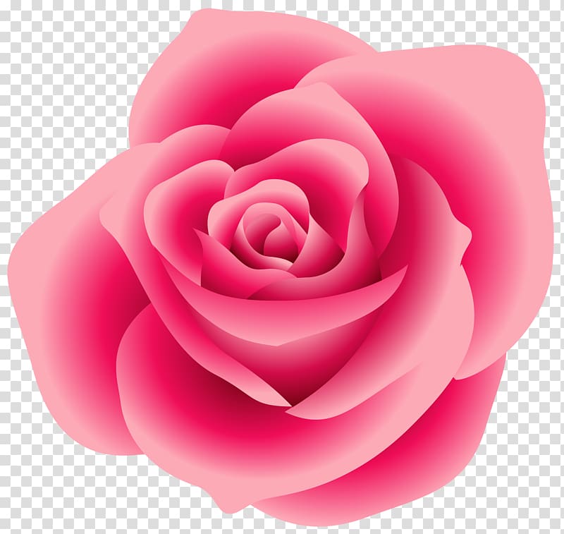 Rose Pink , Large Pink Rose , pink rose illustration transparent background PNG clipart