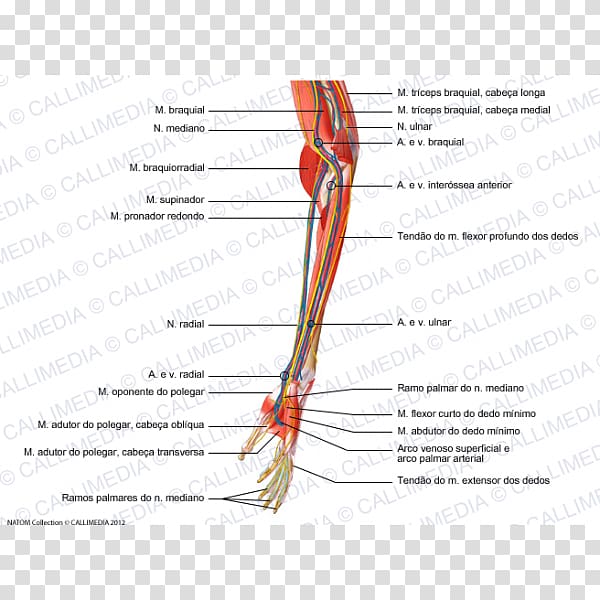 Muscle Nerve Elbow Upper limb Forearm, hand transparent background PNG clipart