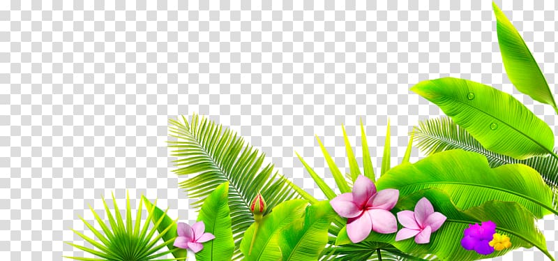 blooming pink flowers, Leaf Petal Google , Green leaves transparent background PNG clipart