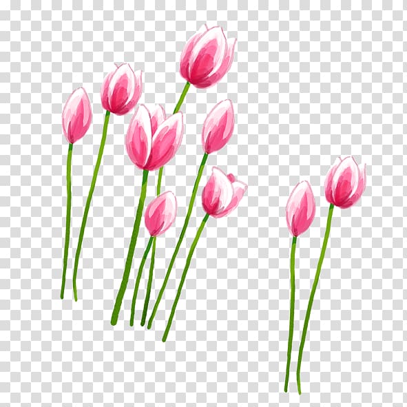 pink tulips illustration, Tulip Petal Pink, Pink Tulips transparent background PNG clipart