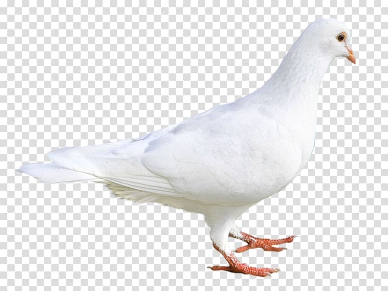 a white dove transparent background PNG clipart