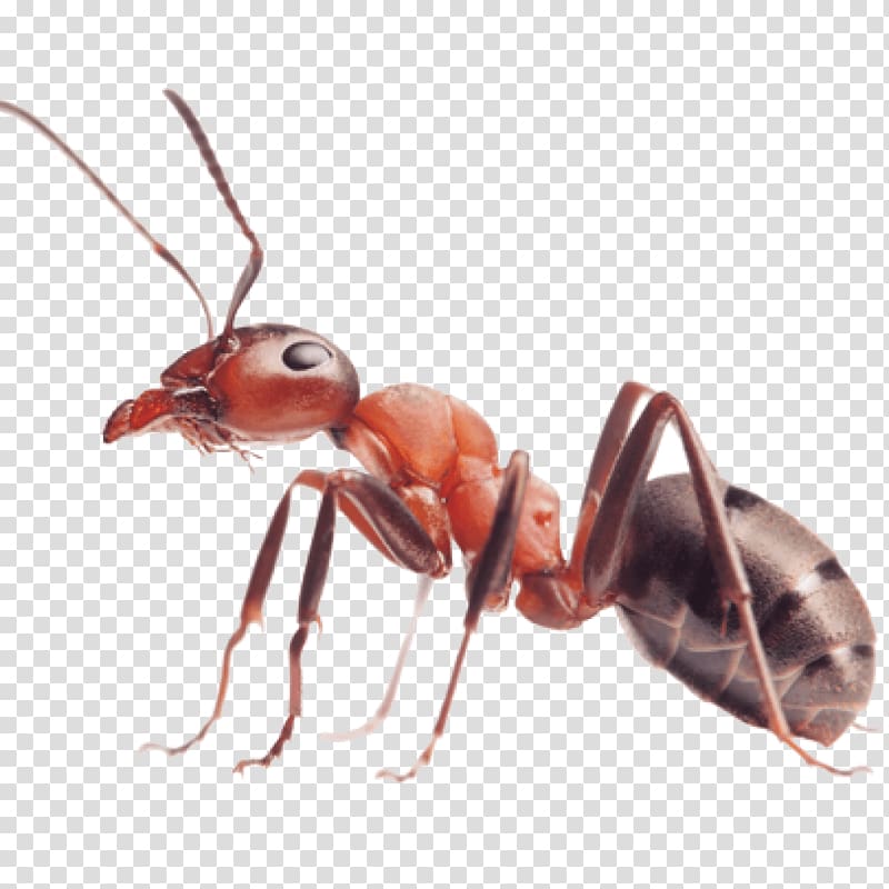 red fire ant, Red imported fire ant Insect Carpenter ant, ants transparent background PNG clipart