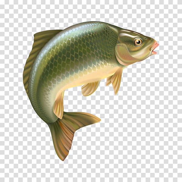 Bass The Carp: Biology and Culture Carp fishing Common carp, Fishing  transparent background PNG clipart
